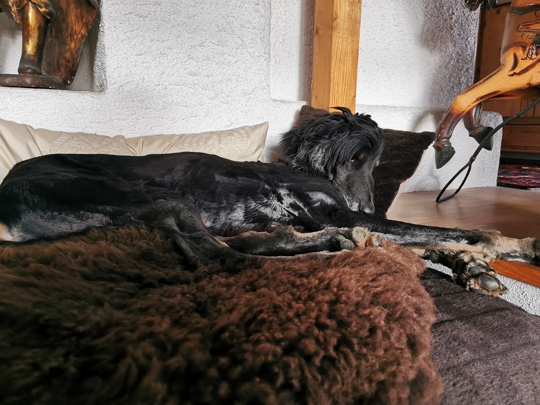 Manchmal hat einer unserer Hunde einfach Glück