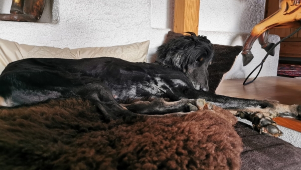 Manchmal hat einer unserer Hunde einfach Glück