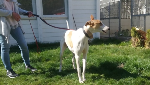 Update Tierheim Ahlen