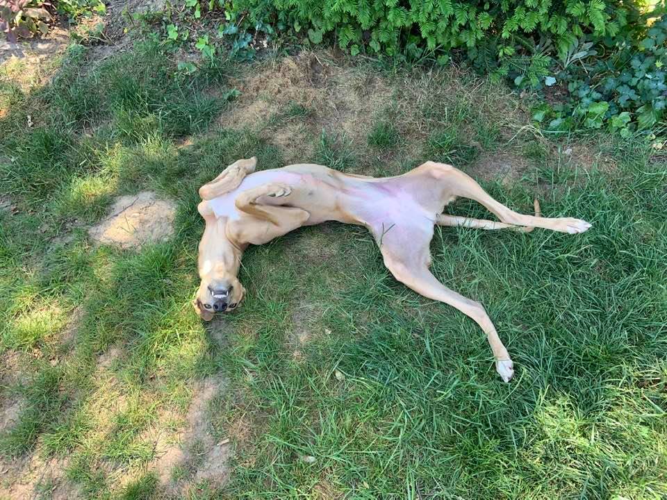 Daineri und vieles mehr