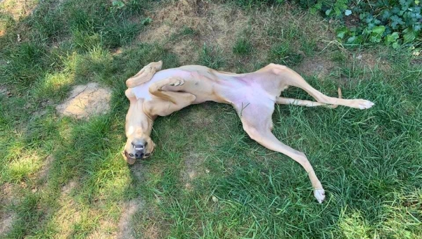 Daineri und vieles mehr