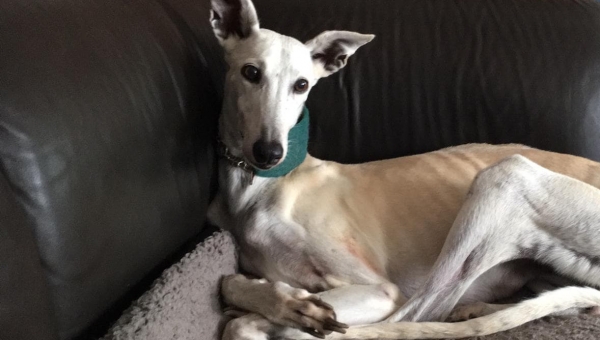 Yazu im eigenen Zuhause