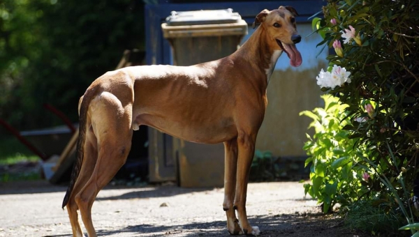 Traummann auf der Suche…