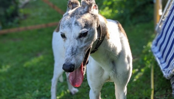 Greyhoundrüde: Jack