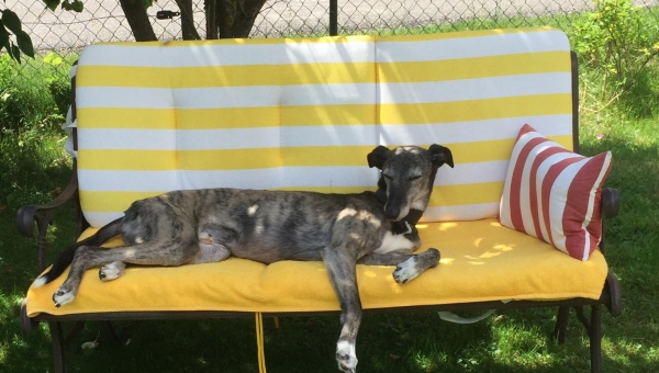 Snelli ist in die Schweiz gezogen!