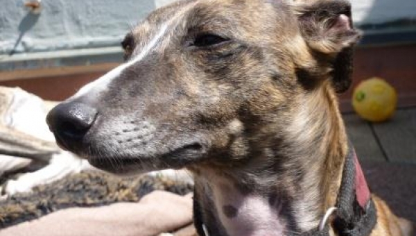 Whippet-Rüde: NOAH