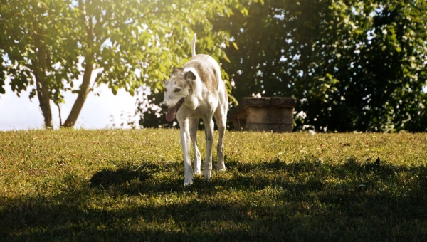 Hier ist er endlich...