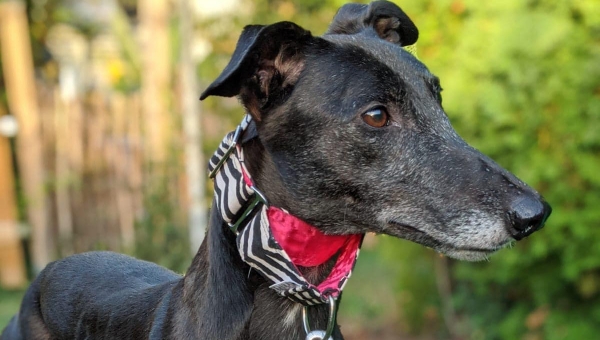 New hound in town...