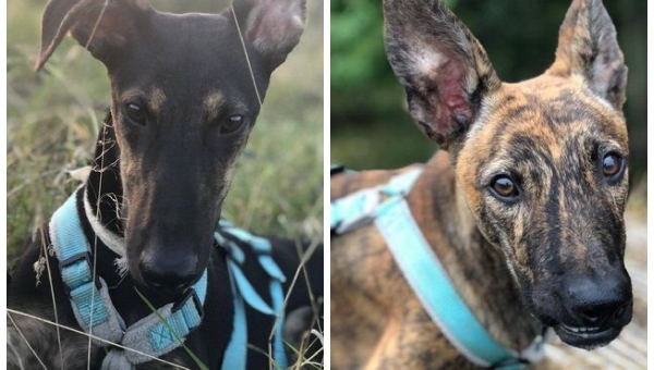 ***VERMITTLUNGSHILFE***