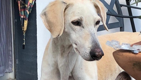 Wieder ein Windhund!