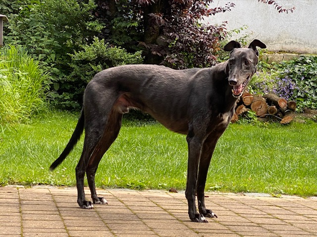 Greyhound-Rüde: PANDA