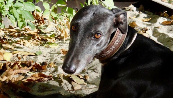 Lauf frei, schöner Athos