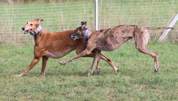 Es ist immer Schicksal, welcher Hund einen wann findet...