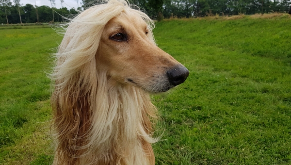 Ein bunter Schmetterling ist gegangen