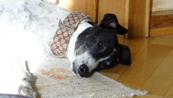 Mickey ist Zuhause angekommen...