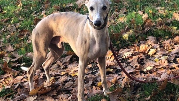 Post vom kleinen Emil