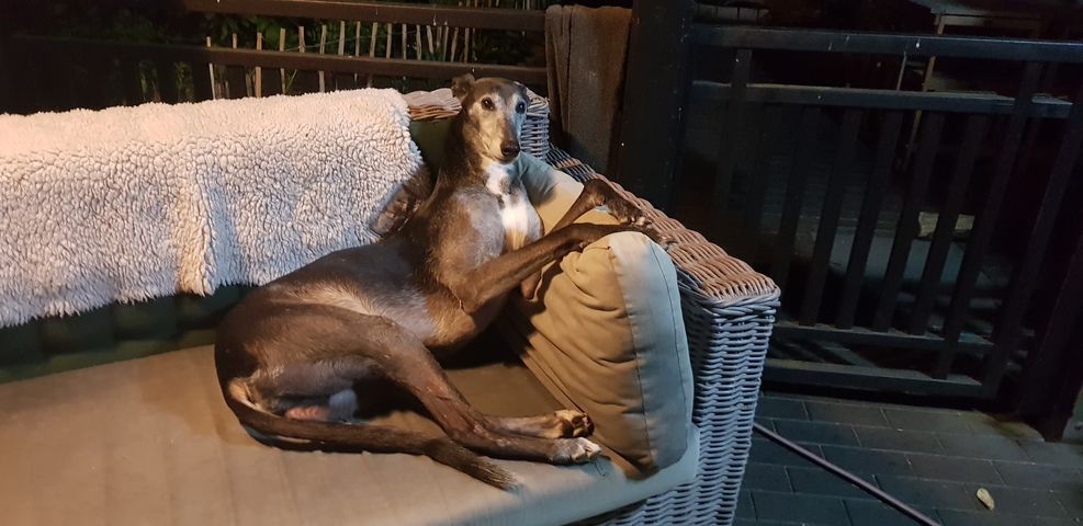 Greyhound-Rüde: RONAN