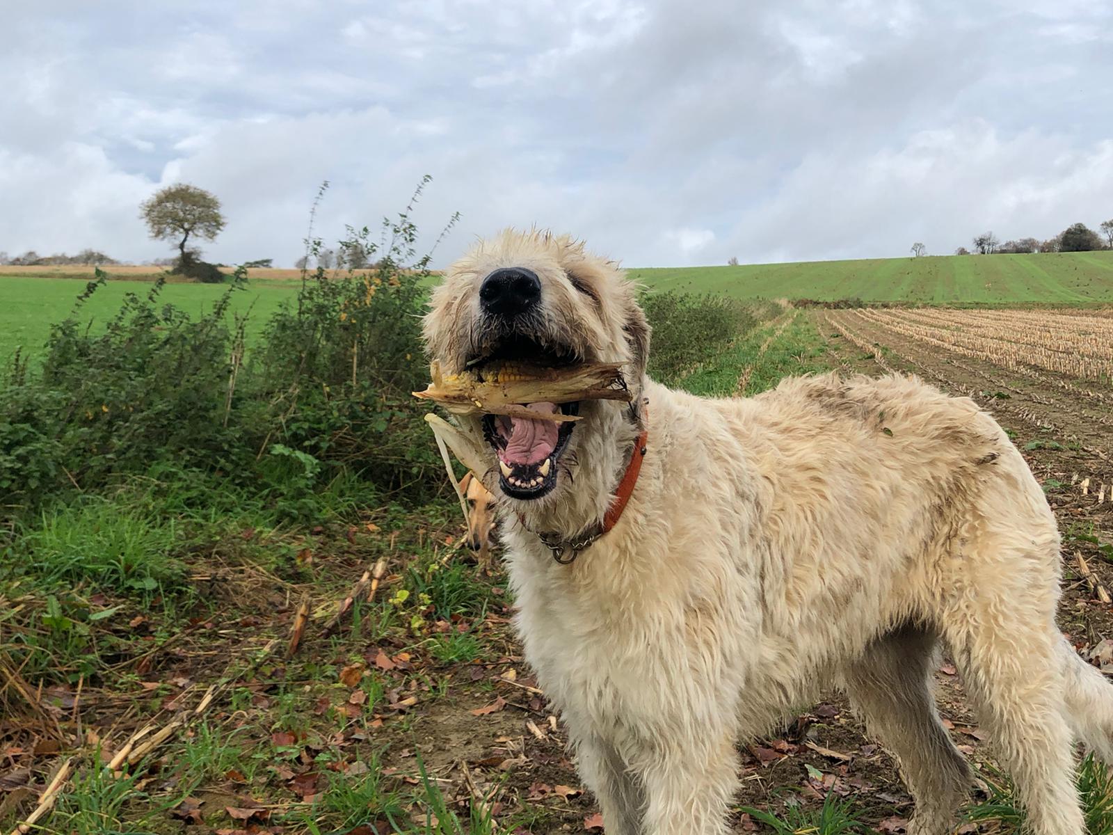 Paten-Wölfchen Jeanny