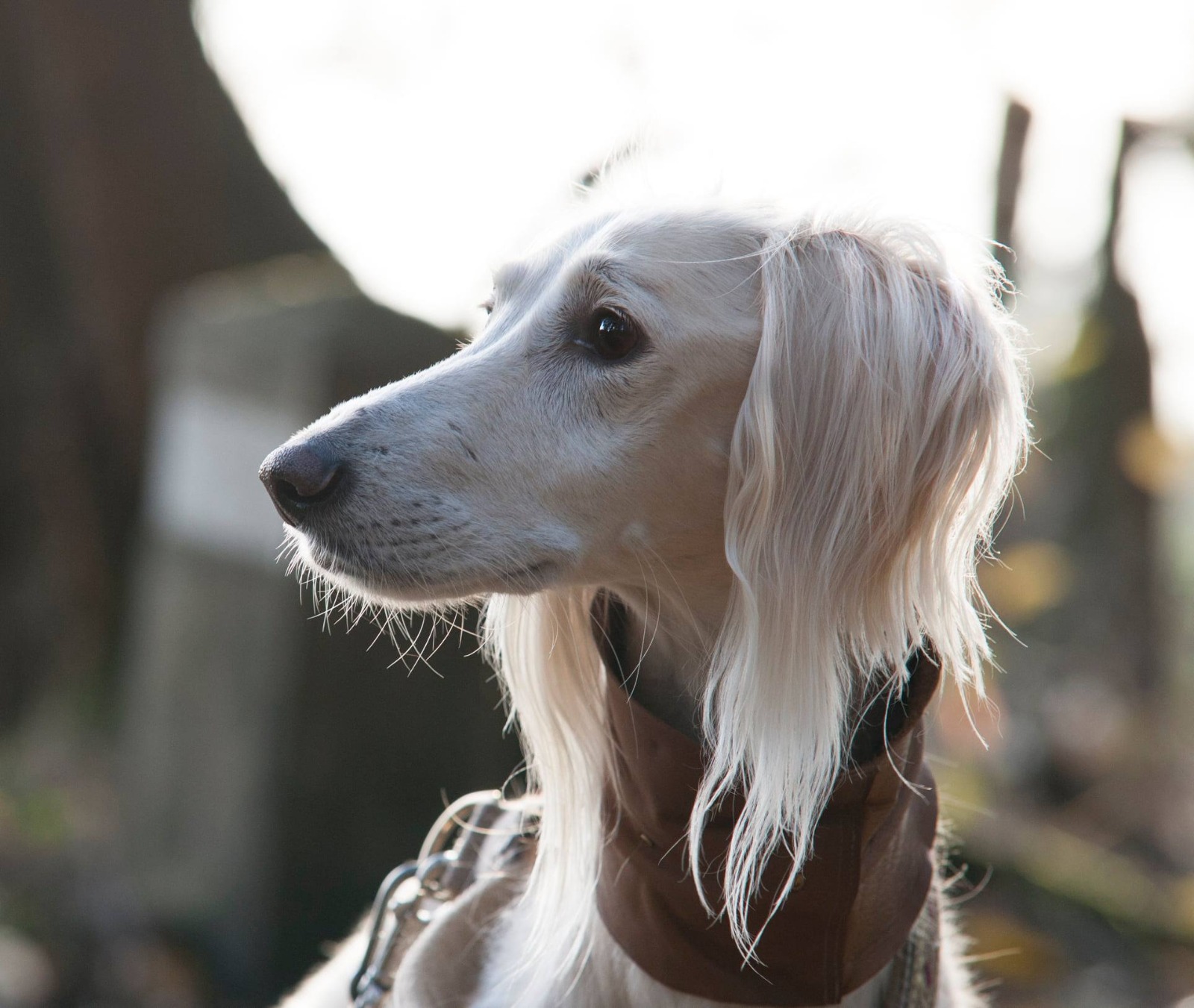 Paten-Saluki Chabuk