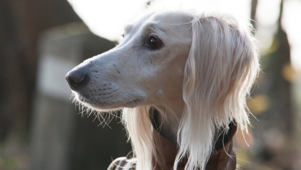 Paten-Saluki Chabuk