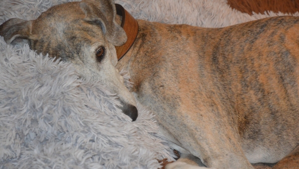 Happy birthday Bambi