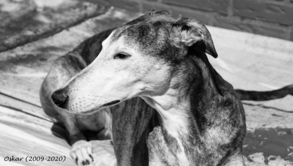 Greyhound-Rüde: OSKAR