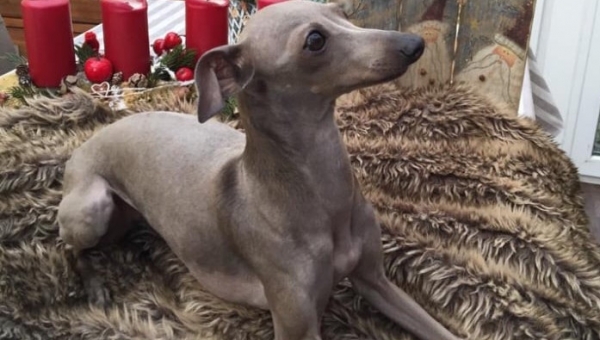 Weihnachten bei Nani