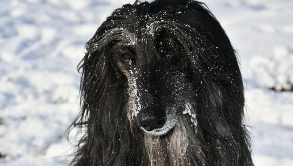 Lulu - unsere Schneekönigin
