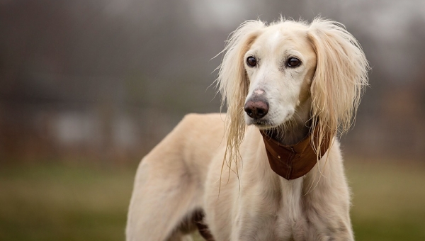 Happy Birthday, Chabuk!!!