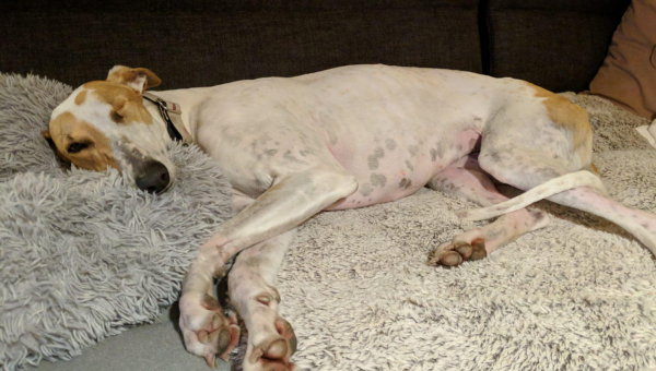 Willkommen bei der Windhundhilfe, „kleine“ Piratin! 