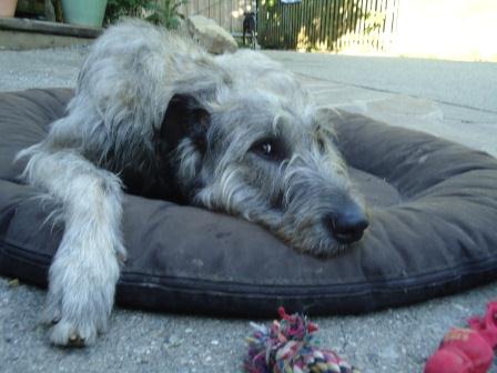 Irish-Wolfhound-Rüde: NORMAN