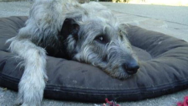 Irish-Wolfhound-Rüde: NORMAN