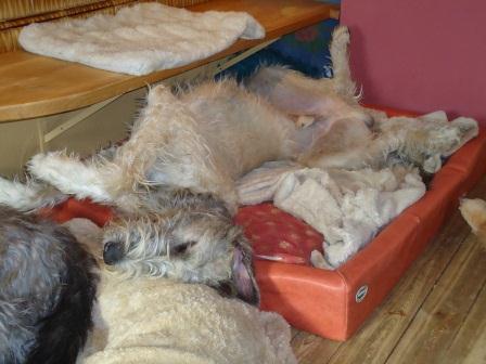 Irish-Wolfhound-Rüde: SHELDON