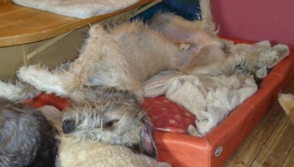 Irish-Wolfhound-Rüde: SHELDON