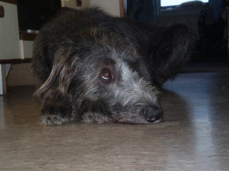 Irish-Wolfhound-Rüde: EMIL