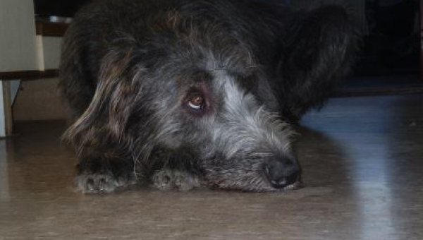 Irish-Wolfhound-Rüde: EMIL