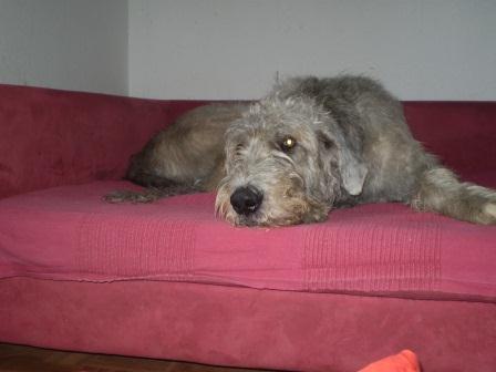 Irish-Wolfhound-Rüde: MURPHY