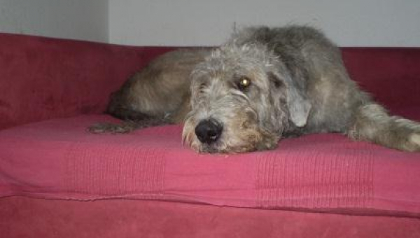 Irish-Wolfhound-Rüde: MURPHY