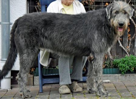 Irish-Wolfhound-Rüde: KNUT
