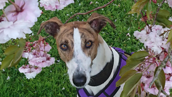 Sonntägliche Grüße