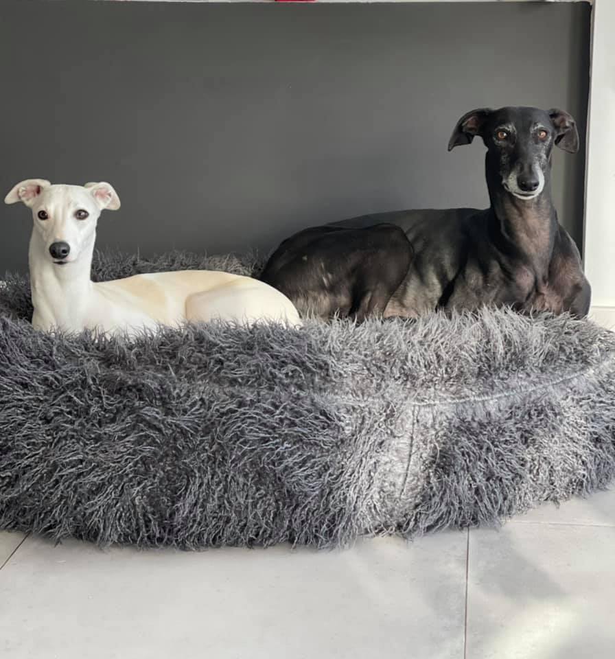 215035973 5751159888259324 6327058991733576284 n