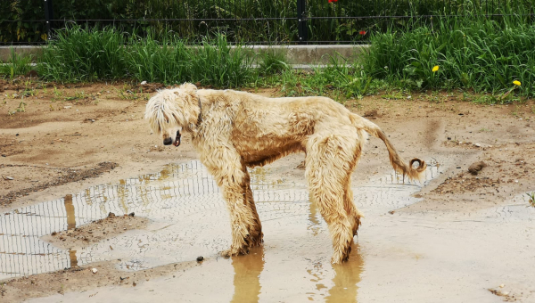 Afghanische Lieblingsbeschäftigungen