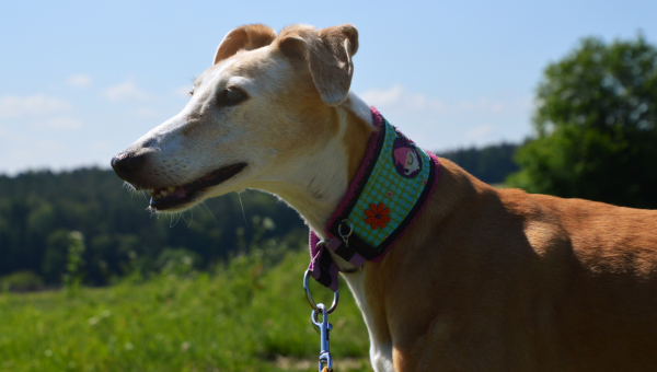 Fleur - eine besondere Blume