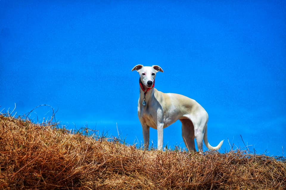 Jahrestag für ein IWI Whippet-Mädchen