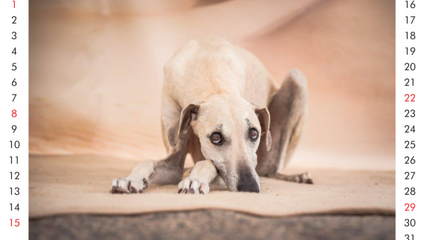 Amaya begrüßt den August