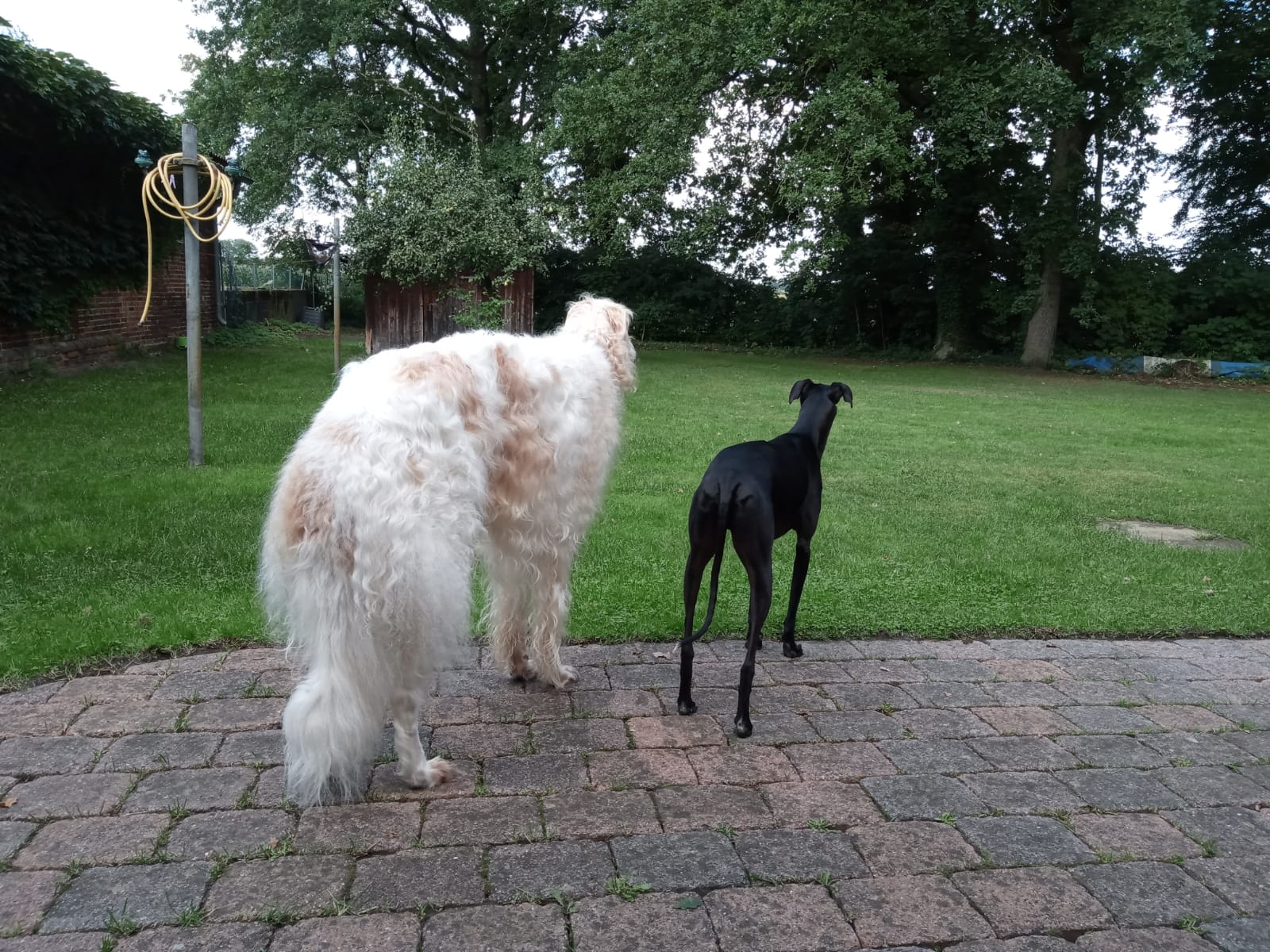 Er verwandelt Galgos in Windspiele….