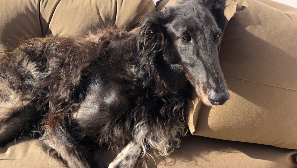 Unsere arme kleine Tink...