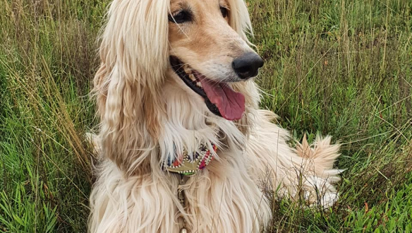 Ein Jahr mit Dolores