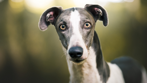 Show-Greyhound Oscar