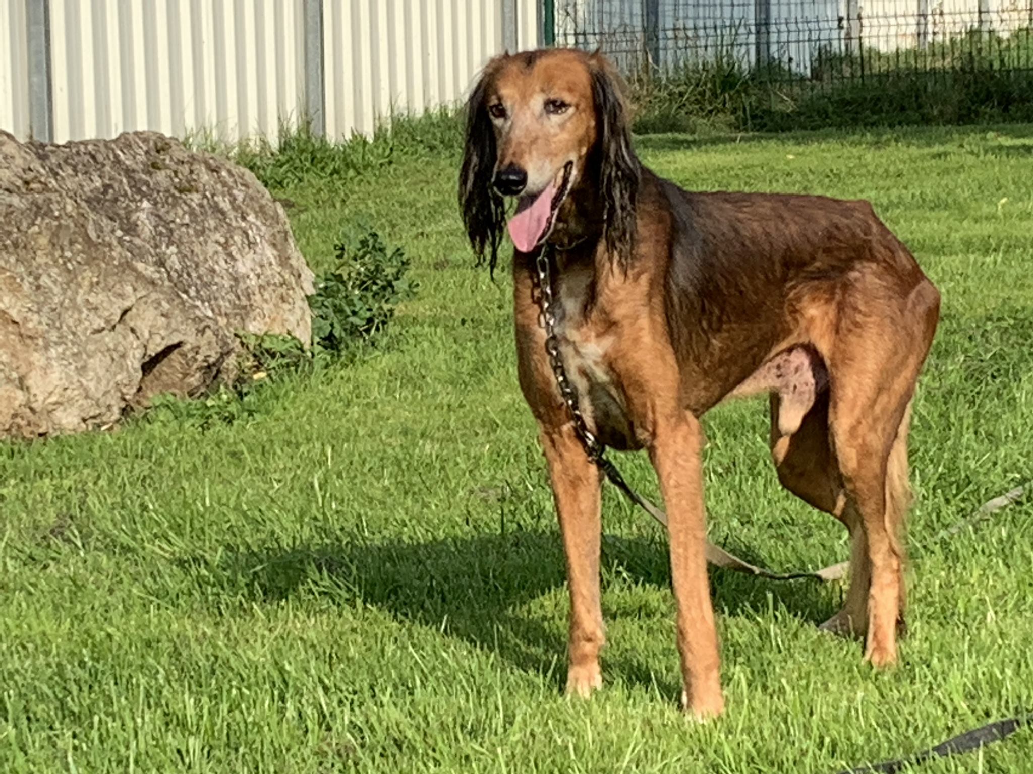 Drei alte Saluki-Buben